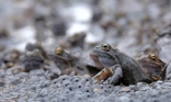 fotografie/other_animals/Italy_Rana temporaria2_t.jpg